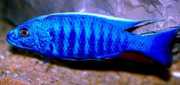 Scianochromis fryeri Elektrik mavisi