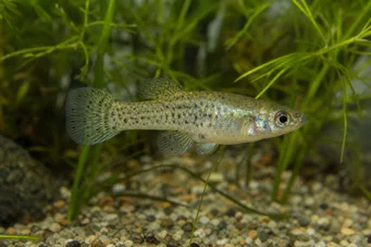 Skiffia francesae x multipunctatus (Skifia Francesae x Multipunktatus)
