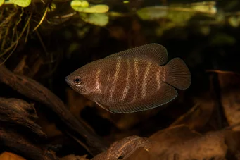 Sphaerichthys osphromenoides Çikolata guraması