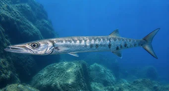 Sphyraena sphyraena (Deniz turu)