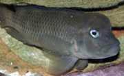 Steatocranus casuarius Kamba başı, kasklı ç...