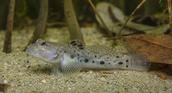 Stigmatogobius sadanundio (Benekli gobie)