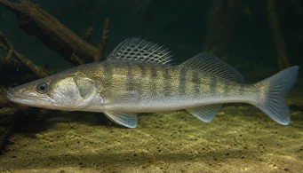 Stizostedion lucioperca (Ayık)