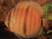 Symphysodon discus Hecke... Heckel discus
