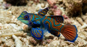 Synchiropus splendidus (Mandalina balığı)