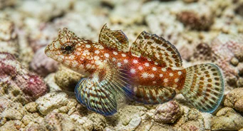 Synchiropus stellatus Yıldız Mandarin Balık