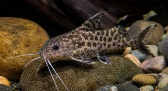 Synodontis contractus (Synodontis kasılmaları)