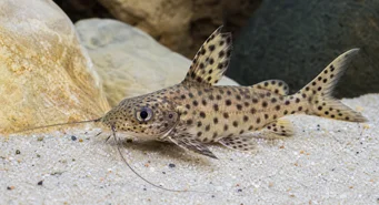 Synodontis multipunctatus (Lekeli sinodonte)
