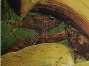 Synodontis nigriventris Kongo'nun siyah kafa ked...