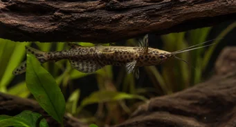 Synodontis nigriventris