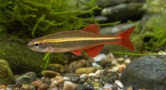 Tanichthys albonubes Zavallı neon