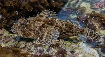 Taurulus bubalis (Deniz chabot)