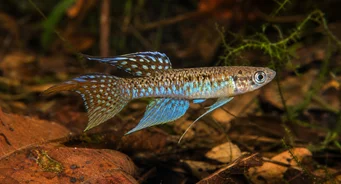 Terranatos dolichopterus Killi