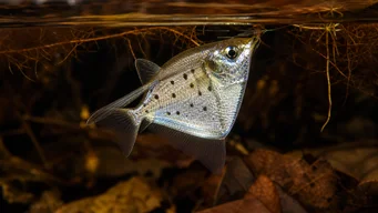 Thoracocharax stellatus Gümüş hachette balığı