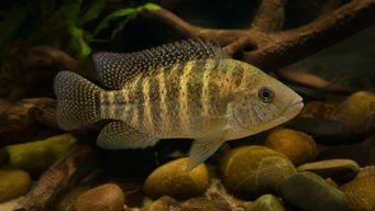 Tilapia mariae Beş -Band Tilapia