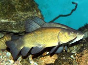 Tinca tinca Ortak tanker