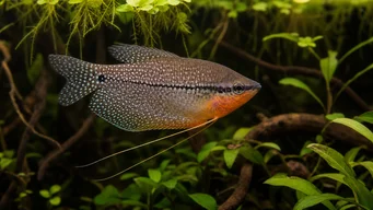 Trichogaster leeri Mozaik gurme