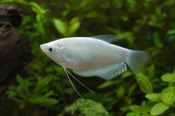 Trichogaster microlepis Gurami Ayı