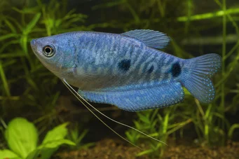 Trichogaster trichopterus sumatranus Üç altın noktalı gurami