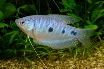 Trichogaster trichopterus Üç nokta, mavi gurami