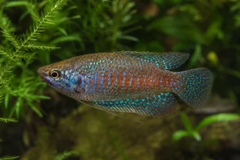 Trichopsis pumila Cüce gurami