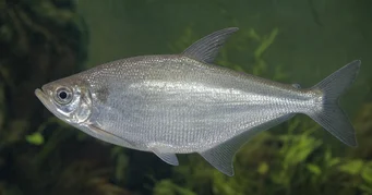 Triportheus albus Sarı yüzgeçli tetra yapımcısı