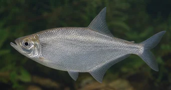 Triportheus angulatus Noktalanmış