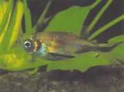 Triportheus rotundatus Yuvarlak tatar tetra