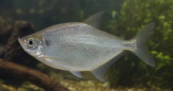 Triportheus rotundatus Yuvarlak tatar tetra