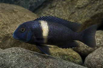 Tropheus duboisi Duboisi