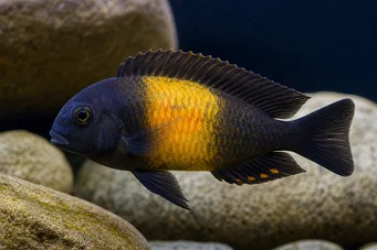 Tropheus moorii ilangi Trofheus moorii ilangi