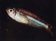 Tyttocharax atopodus Bıyık tetra