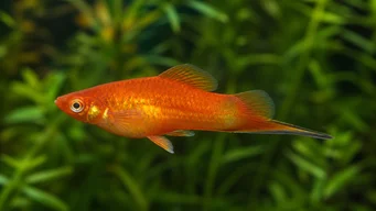 Xipho platy (Platy epée)