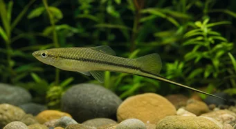 Xiphophorus montezumae (Montezuma kılıç sahibi)