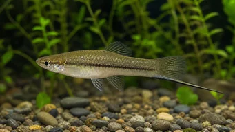 Xiphophorus neuzalanahotl (Benekli kılıç)