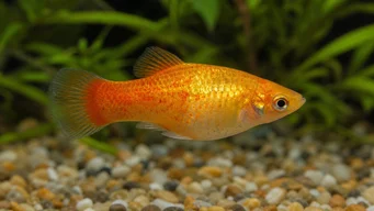 Xiphorus maculatus (Xipho Green veya Xipho Wild)