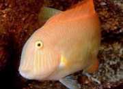 Xyrichthys novacula inci