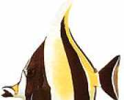 Zanclus canescens Dilimleyici