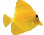 Zebrasoma flavescens Sarı cerrah