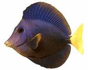 Zebrasoma xanthurum Sarı -kuyruk akantürü