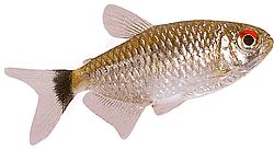 Moenkhausia oligolepis (Kırmızı gözlü Moenkhausia)