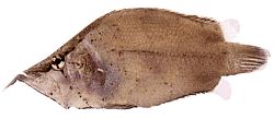Monocirrhus polyacanthus (İtfaiyeci)