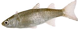 Mugil labrosus (Büyük dudaklarla katırlar)