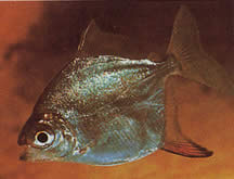Myleus rubripinnis rubripinnis (Kırmızı kancalı metynnis)