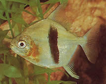 Myleus schomburgkii Schomburgk Myleus, Black Bar Myleus