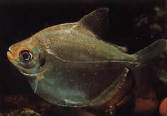 Mylossoma aureum (Pompano, Altın Pacou)