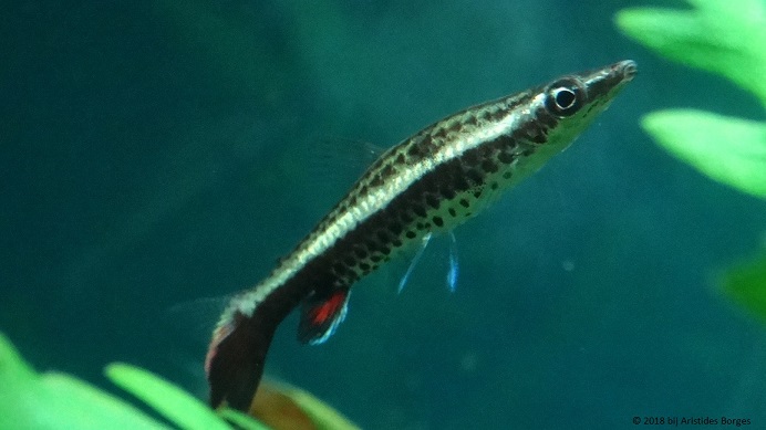 Nannobrycon eques (Kalem)