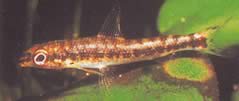 Nannocharax fasicatus (Seybold Nannoarax)