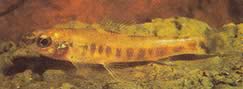 Nannocharax macropterus Büyük yüzgeçlerle Afrika Tetra-Flechete