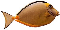 Naso lituratus (Burun turuncu mahmuzları)